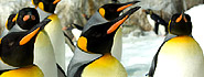 Penguins